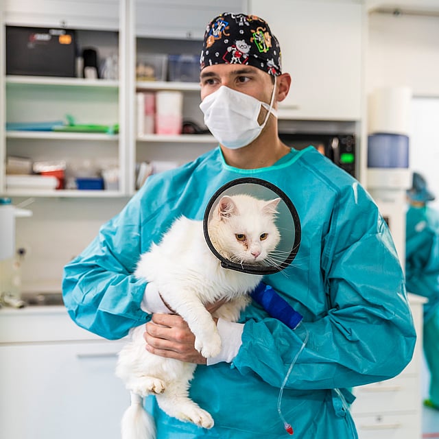 Eine Person mit OP-Kitteln und einer Maske, die eine weiße Katze hält.