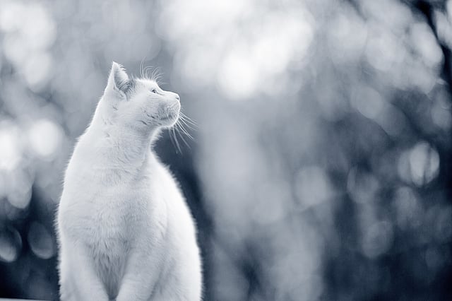 Eine weiße Katze, die nach oben schaut.
