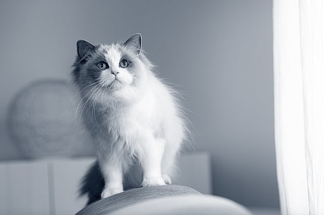 Eine Katze, die auf einem Stuhl steht.