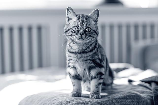 Eine Katze, die auf einer Couch sitzt.