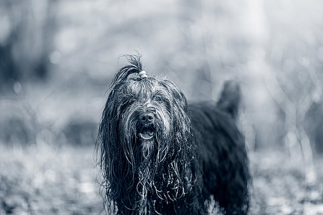 Ein Hund mit nassen Haaren.