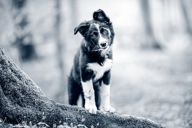 Ein Hund, der auf einem Baumstamm steht.