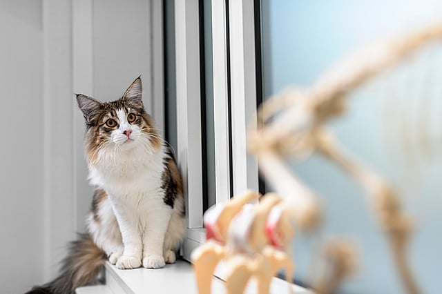 Eine Katze, die auf einem Fensterbrett sitzt.