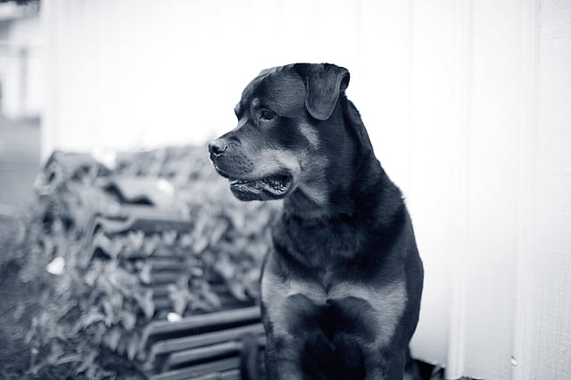 Ein Hund, der in einem Raum sitzt.