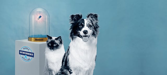 Ein Hund und eine Katze, die nebeneinander sitzen.