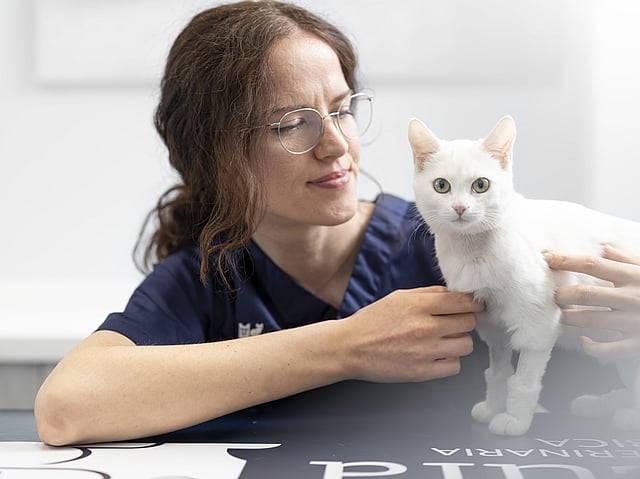 Eine Person, die eine weiße Katze hält.