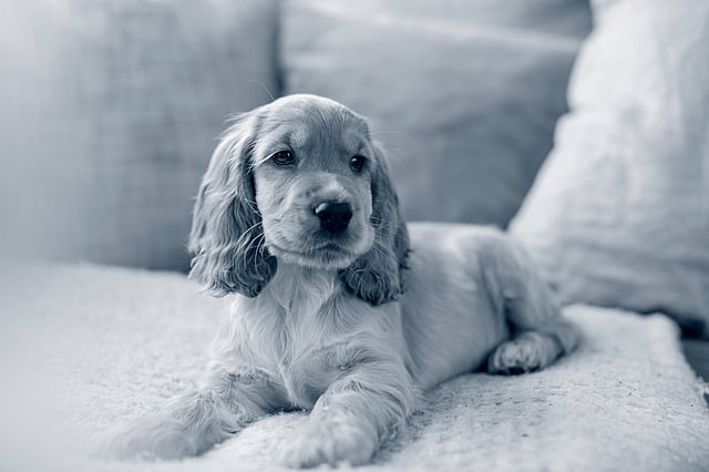 Ein Hund, der auf einer Couch liegt.
