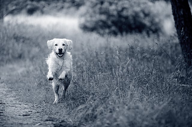 Ein Hund, der auf einem Feld läuft.