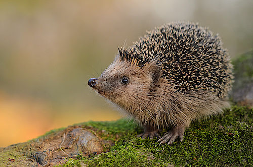 Ein Igel auf einem moosbewachsenen Baumstamm.