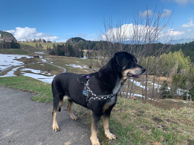 mixed-breed Rottweiler